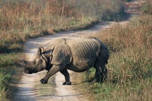 Kathmandu - Chitwan Tour